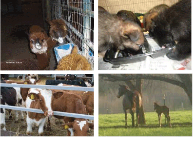 DE-Pet-Collage